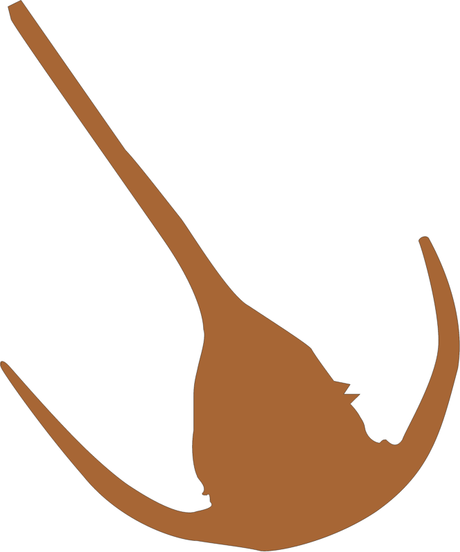 Dinoflagellate (Ceratium)