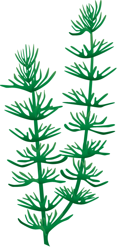 Coontail (Ceratophyllum Demersum)
