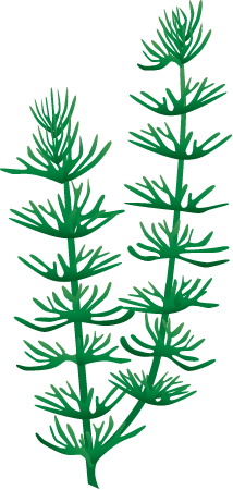 Coontail (Ceratophyllum Demersum)