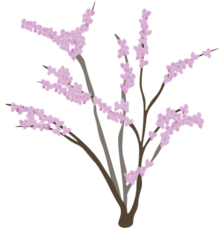Eastern Redbud Flowering (Cercis Canadensis)