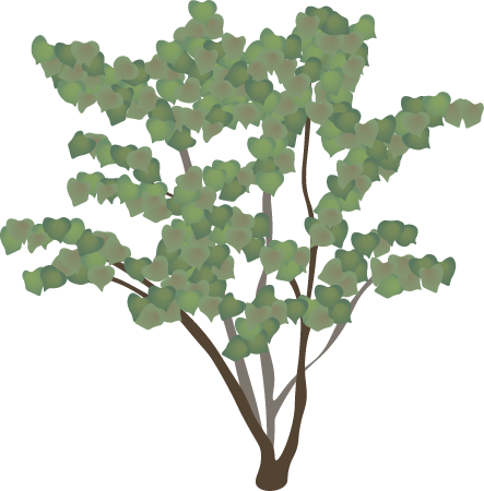 Eastern Redbud Foliage (Cercis Canadensis)