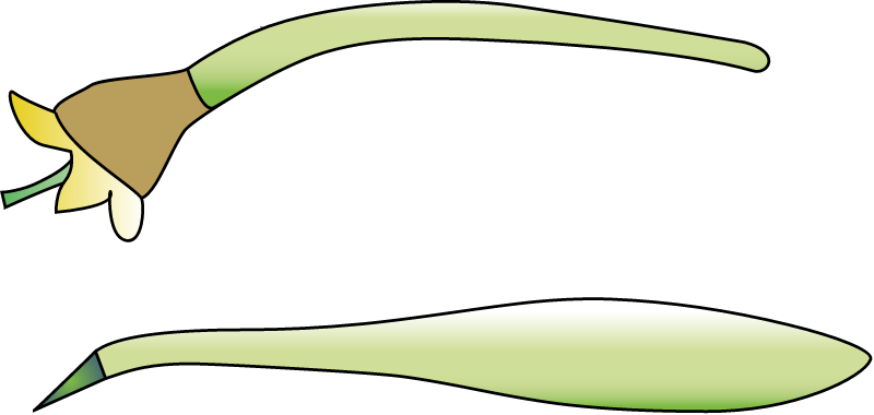 Mature Hypocotyl (Ceriops Australis)