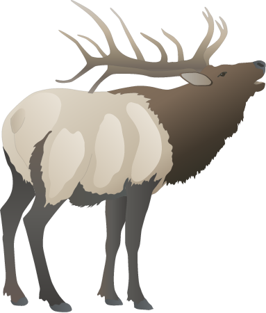 Red Deer Buck (Cervus Elaphus)