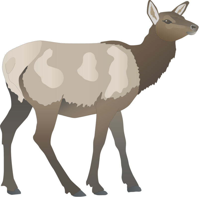 Red Deer Doe (Cervus Elaphus)