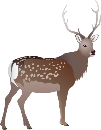 Sika Deer Buck (Cervus Nippon)