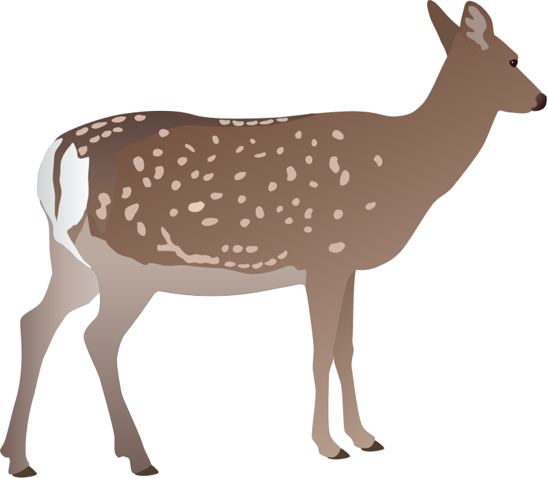 Sika Deer Doe (Cervus Nippon)