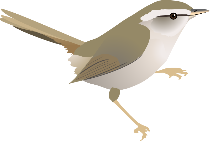 Japanese Bush Warbler (Cettia Diphone)