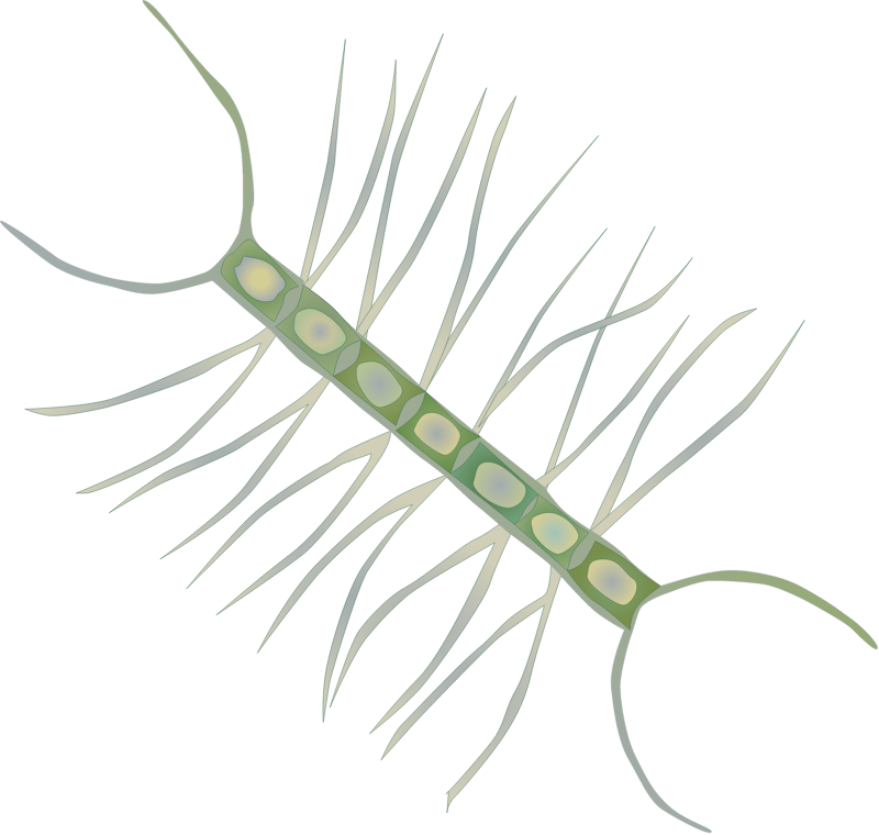 Diatom (Chaetoceros Affinis)