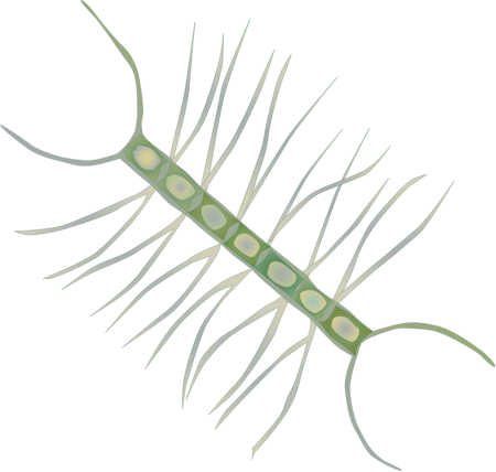 Diatom (Chaetoceros Affinis)