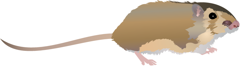 Hispid Pocket Mouse (Chaetodipus Hispidus)
