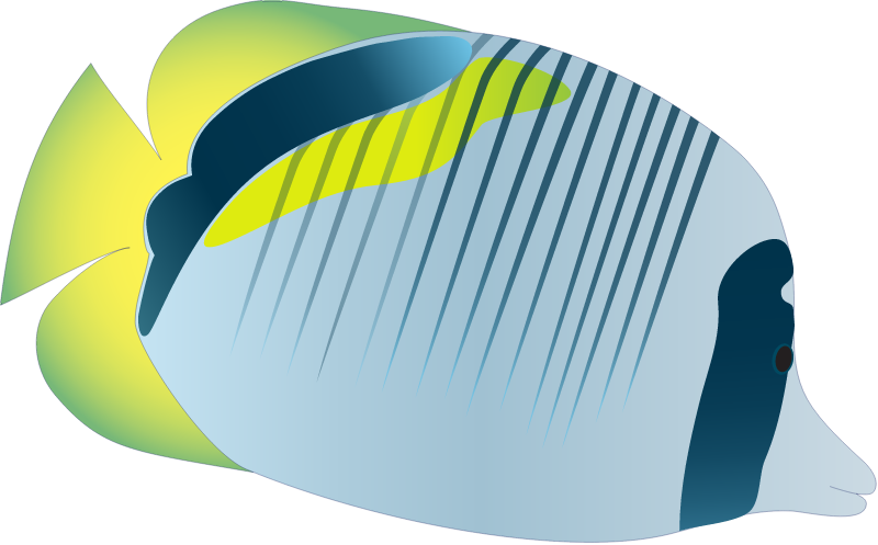 Lined Butterflyfish (Chaetodon Lineolatus)