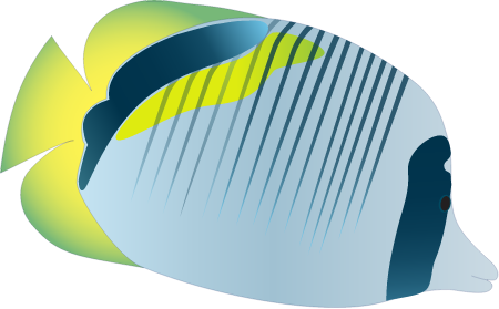Lined Butterflyfish (Chaetodon Lineolatus)