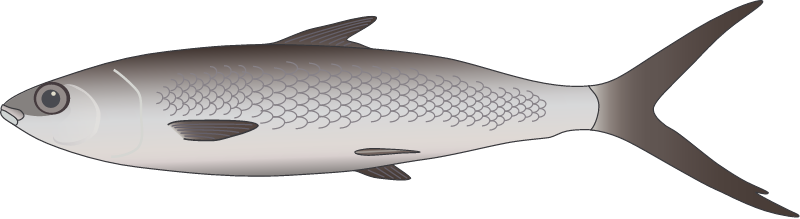 Milkfish (Chanos Chanos)