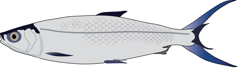 Milkfish (Chanos Chanos)