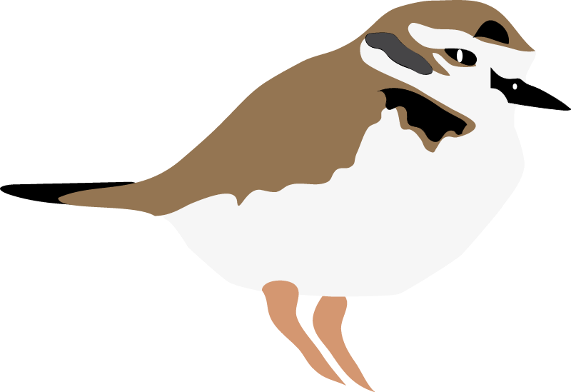 Kentish plover (Charadrius Alexandrinus)