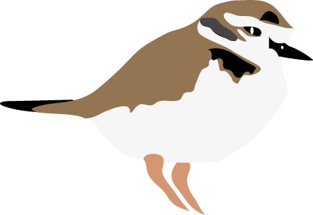 Kentish plover (Charadrius Alexandrinus)