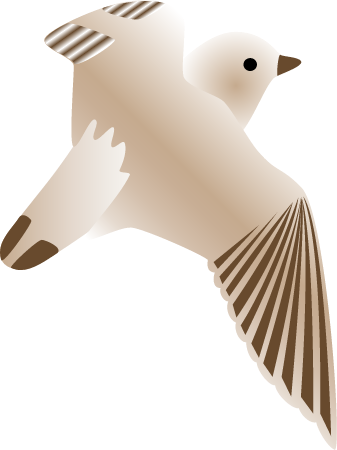 Piping Plover (Charadrius Melodus)