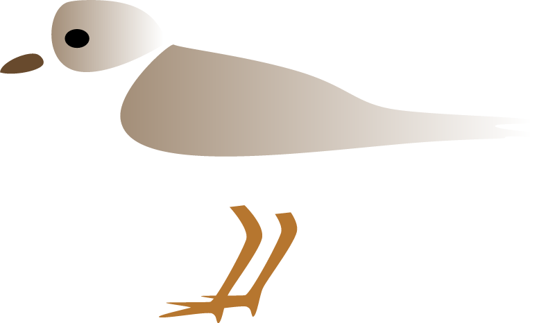 Piping Plover (Charadrius Melodus)