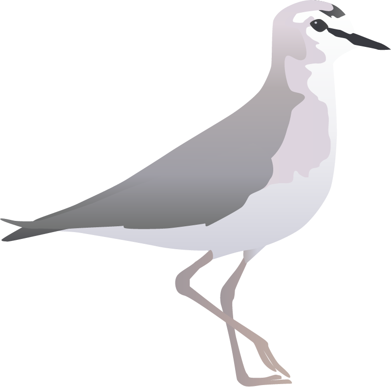 Mountain Plover (Charadrius Montanus)