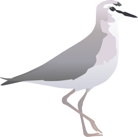 Mountain Plover (Charadrius Montanus)