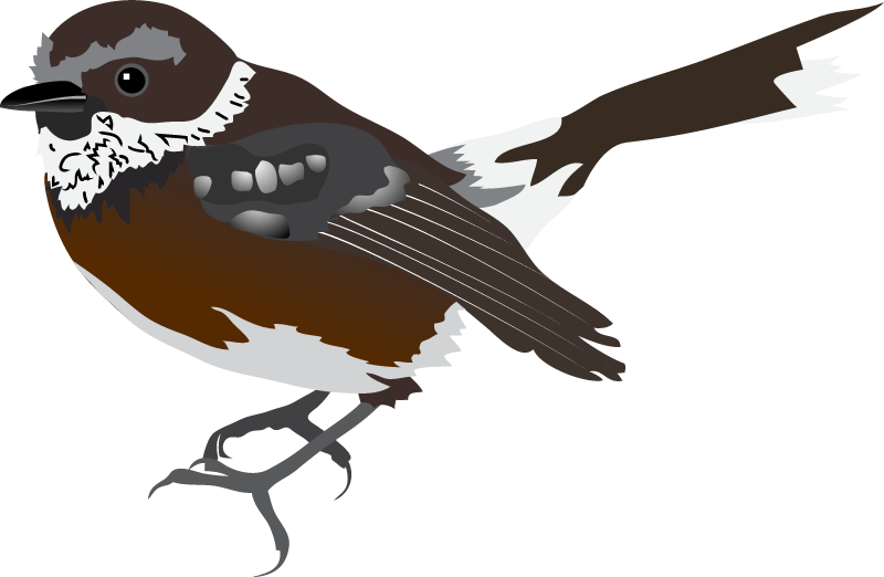 Elepaio (Chasiempis Sandwichensis)