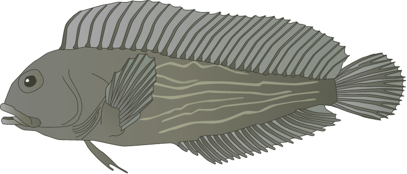 Striped Blenny (Chasmodes Bosquianus)