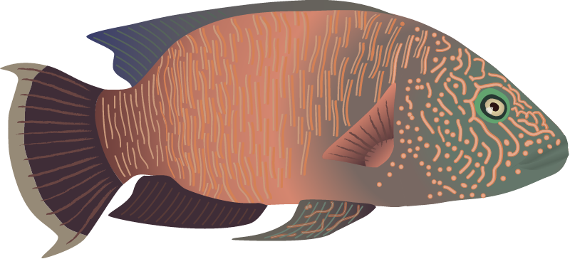 Humphead Wrasse Female (Cheilinus Undulatus)