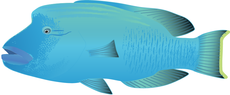 Humphead Wrasse Male (Cheilinus Undulatus)