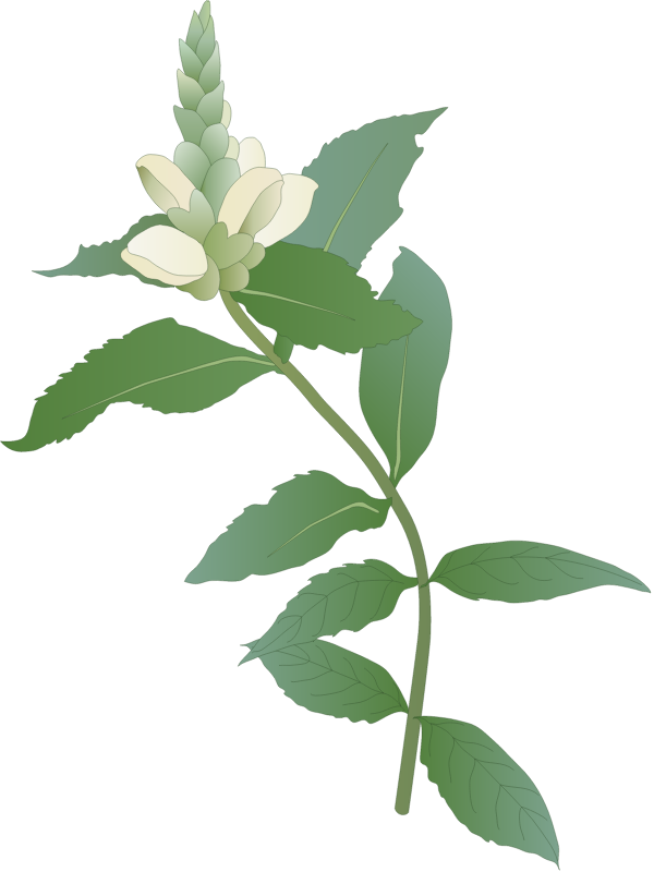 White Turtlehead (Chelone Glabra)