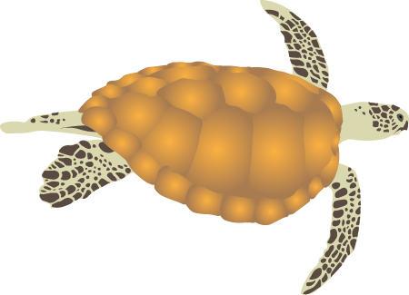 Green Sea Turtle (Chelonia Mydas)