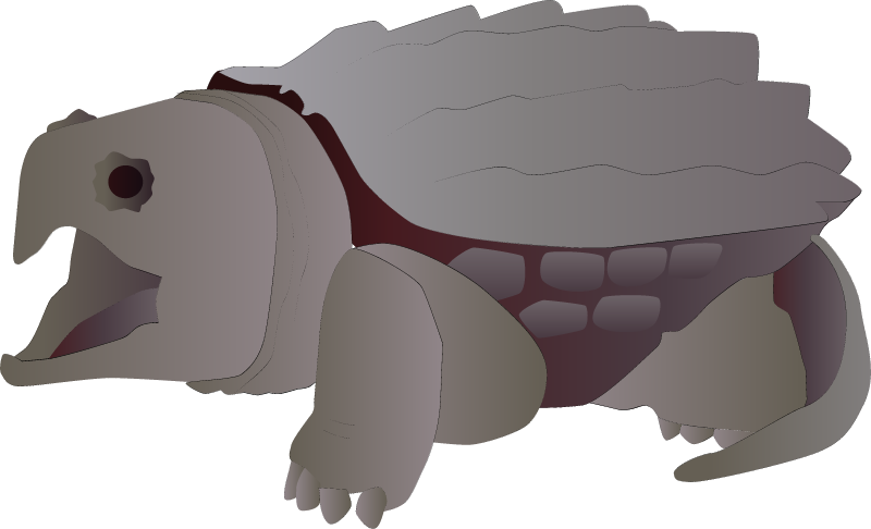 Snapping Turtle (Chelydra Serpentina)