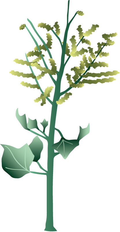 Aweoweo (Chenopodium Oahuense)