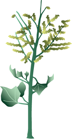 Aweoweo (Chenopodium Oahuense)
