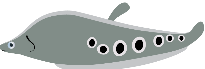 Clown Knifefish (Chitala Ornata)