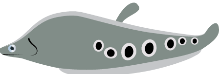 Clown Knifefish (Chitala Ornata)