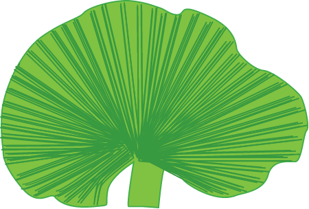 Turtle Weed (Chlorodesmis)