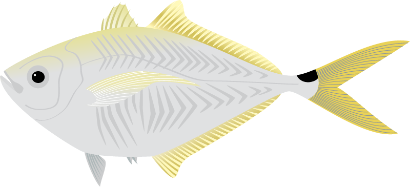 Atlantic Bumper (Chloroscombrus Chrysurus)