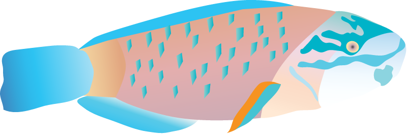 Bullethead Parrotfish (Chlorurus Spilurus)