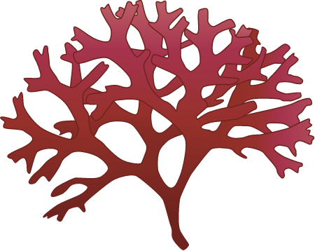 Irish Moss (Chondrus Crispus)