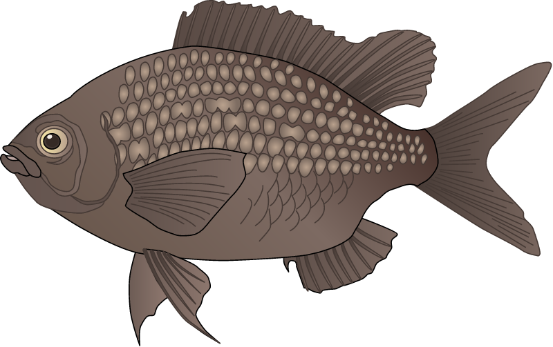 Mediterranean Chromis (Chromis Chromis)