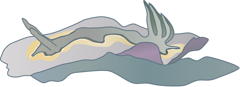 Nudibranch (Chromodoris Coi)