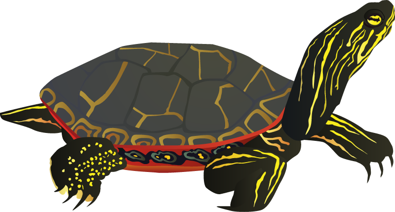 Painted Turtle (Chrysemys Picta)