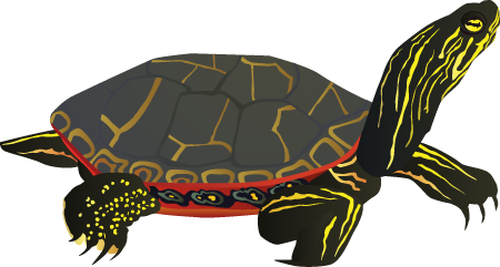 Painted Turtle (Chrysemys Picta)