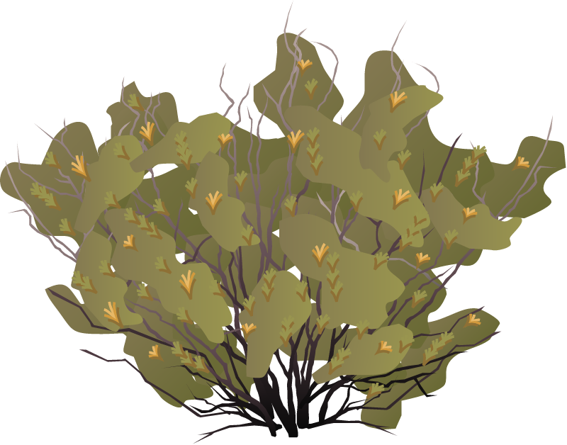 Quilembay (Chuquiraga Avellanedae)