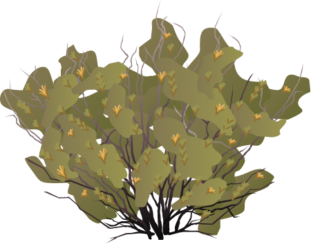 Quilembay (Chuquiraga Avellanedae)