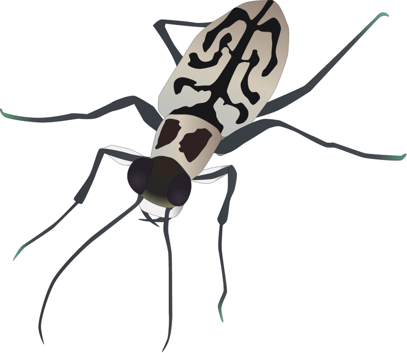 Eastern Beach Tiger Beetle (Cicindela Dorsalis Media)