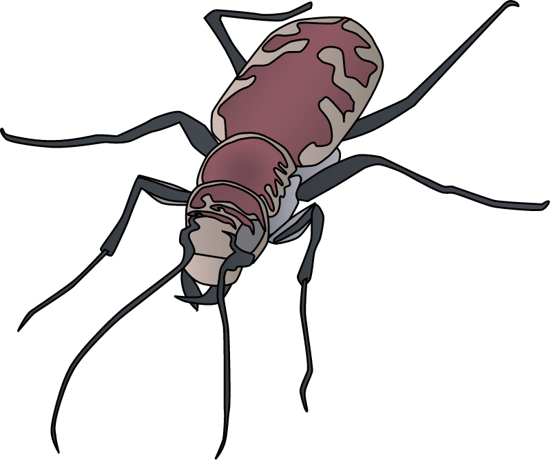 Tiger Beetle (Cincindela Theatina)