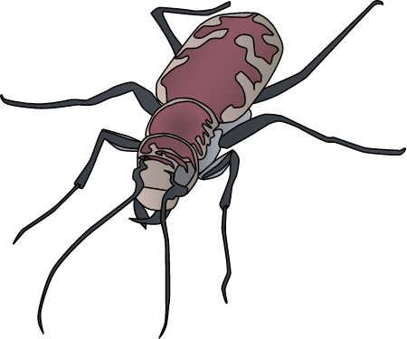 Tiger Beetle (Cincindela Theatina)