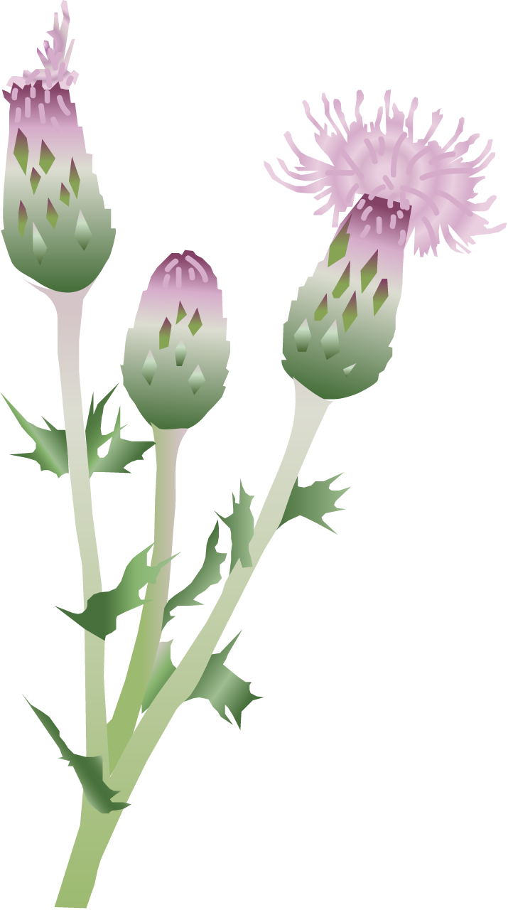 Creeping Thistle (Cirsium Arvense)