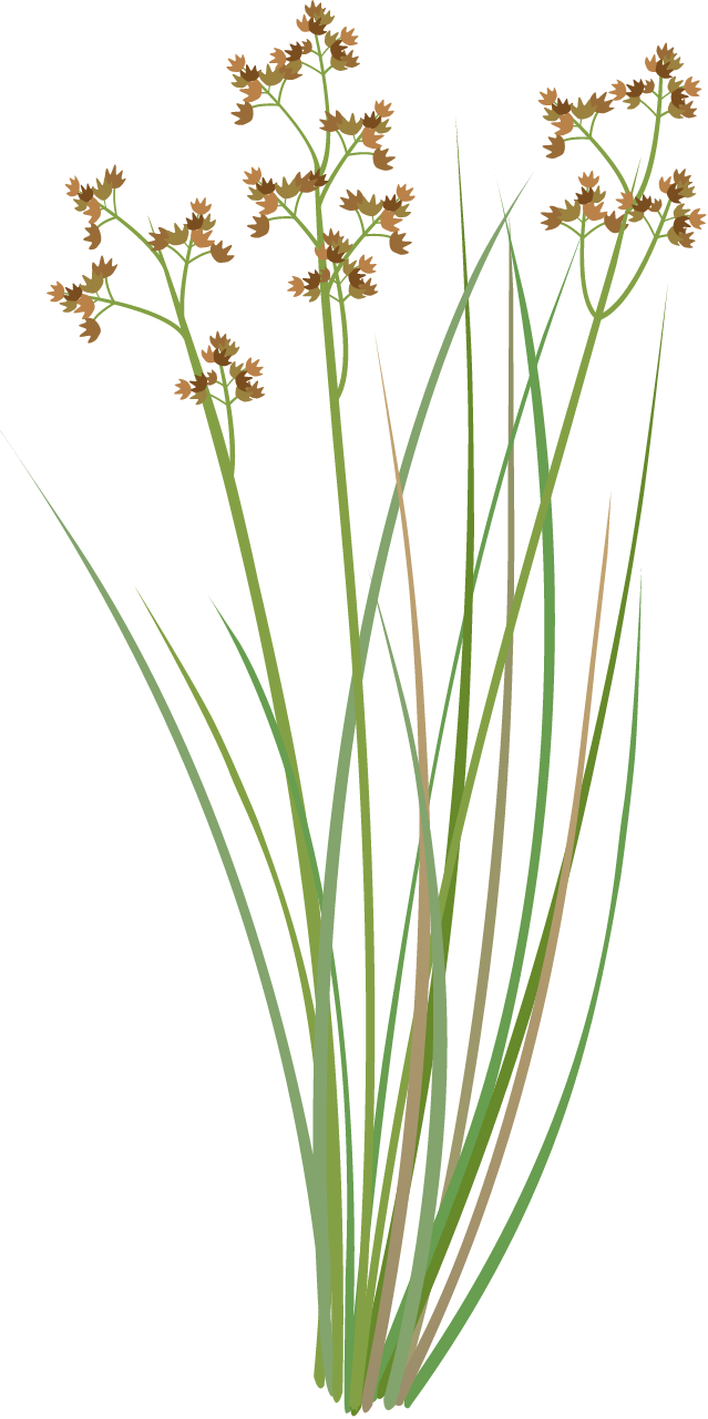 Leafy Twig Sedge (Cladium Procerum)